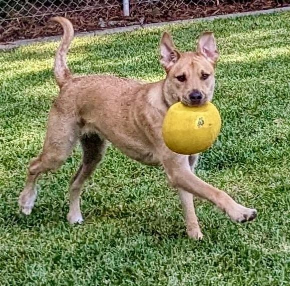 Enlarge Finneus AKA Quinn, a Adoptable mixed breed in Mission Viejo, CA image 1/6