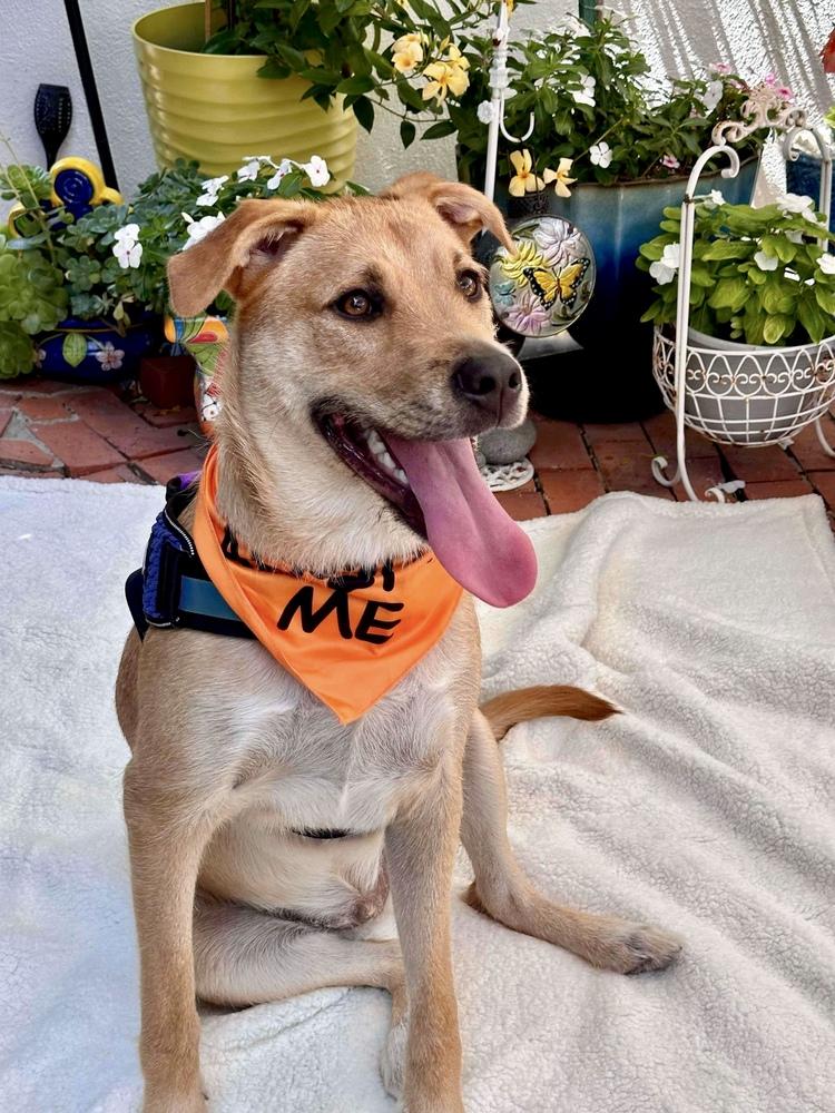 Enlarge Finneus AKA Quinn, a Adoptable mixed breed in Mission Viejo, CA image 2/6