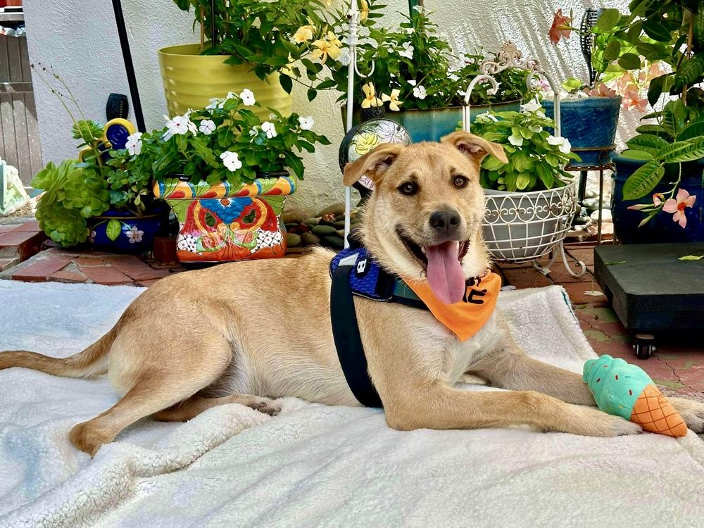 Enlarge Finneus AKA Quinn, a Adoptable mixed breed in Mission Viejo, CA image 3/6