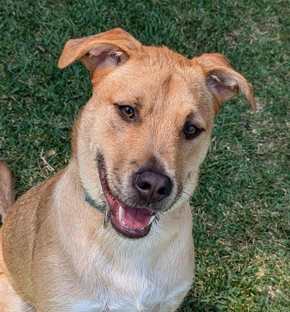 Enlarge Finneus AKA Quinn, a Adoptable mixed breed in Mission Viejo, CA image 4/6