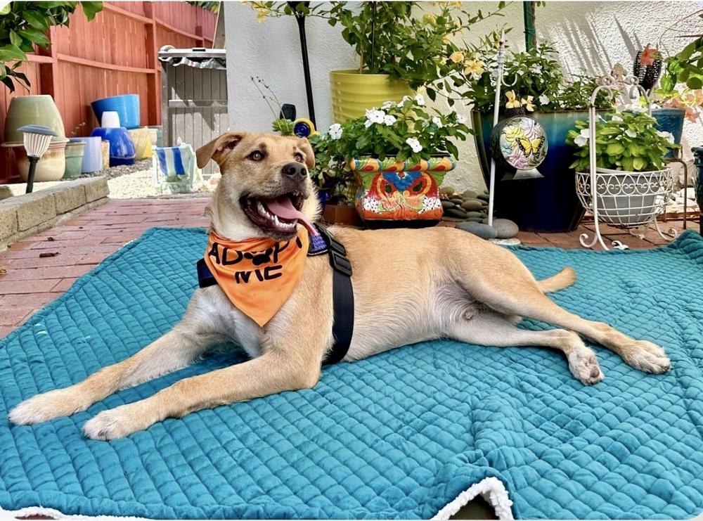 Enlarge Finneus AKA Quinn, a Adoptable mixed breed in Mission Viejo, CA image 5/6