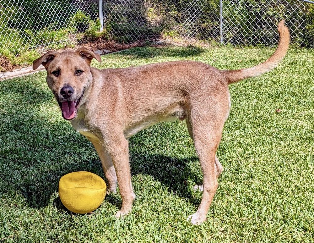 Enlarge Finneus AKA Quinn, a Adoptable mixed breed in Mission Viejo, CA image 6/6