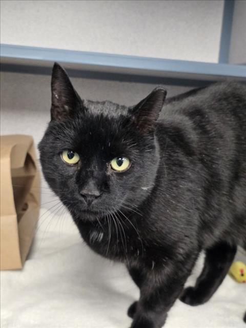 Enlarge HORACIO, a Adoptable mixed breed in Loveland, CO image 1/1