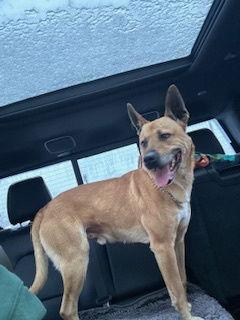 Archer, a Adoptable German Shepherd Dog in Polson, MT image 1/3