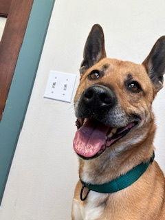 Archer, a Adoptable German Shepherd Dog in Polson, MT image 2/3