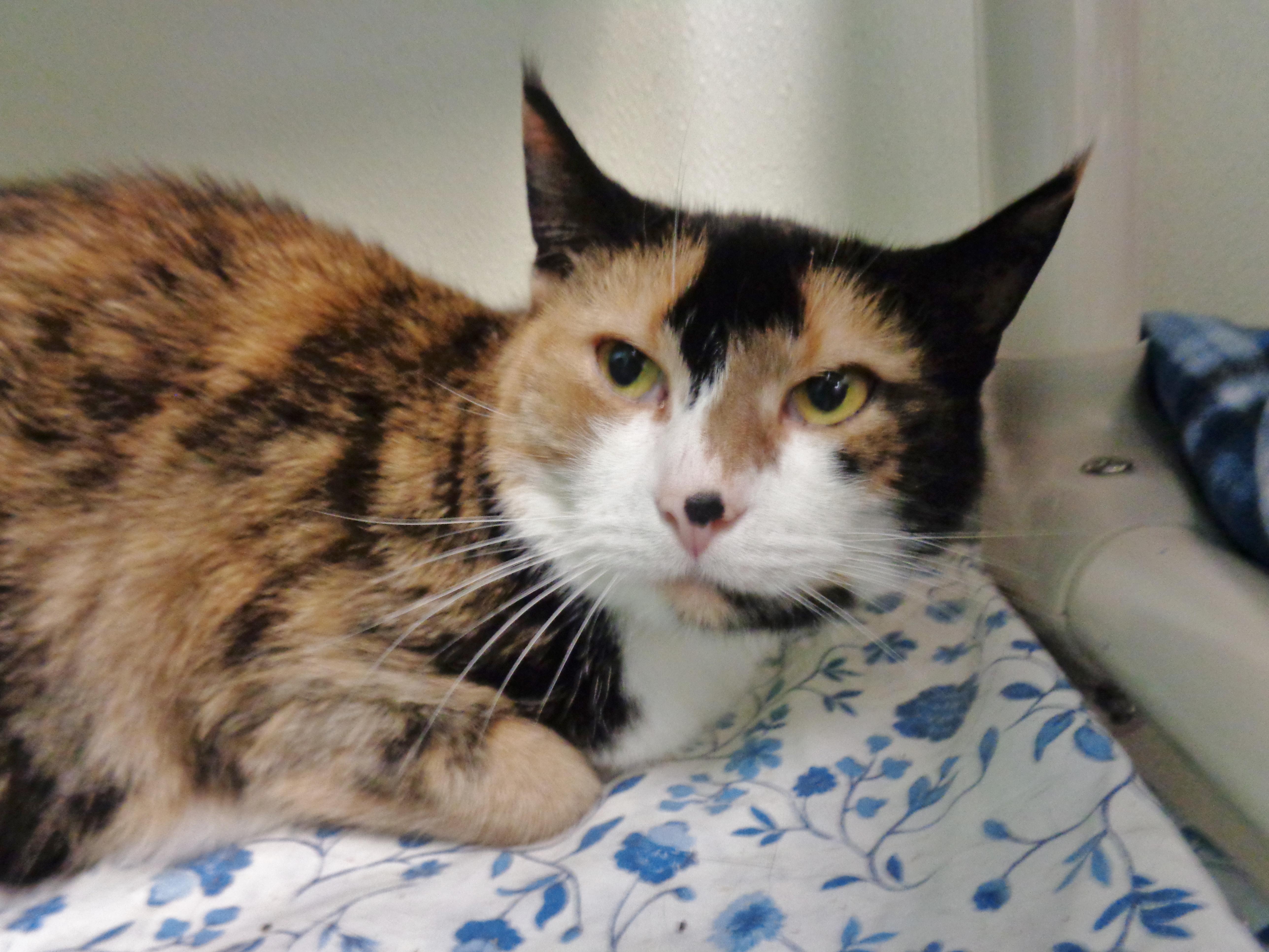 CHINA , ADOPTABLE, Adult Female Calico.