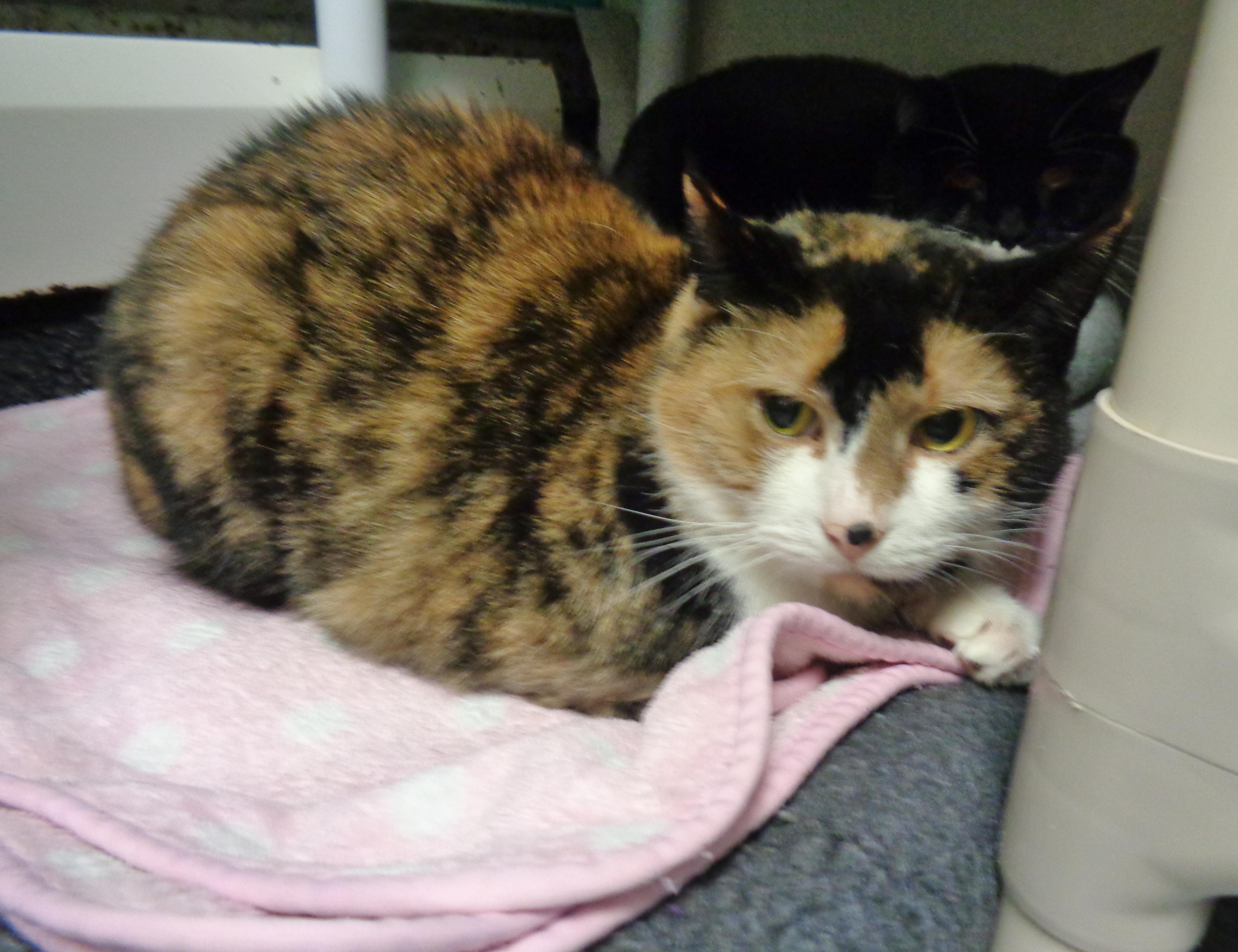 Enlarge CHINA , a ADOPTABLE Calico in Delhi, NY image 2/6