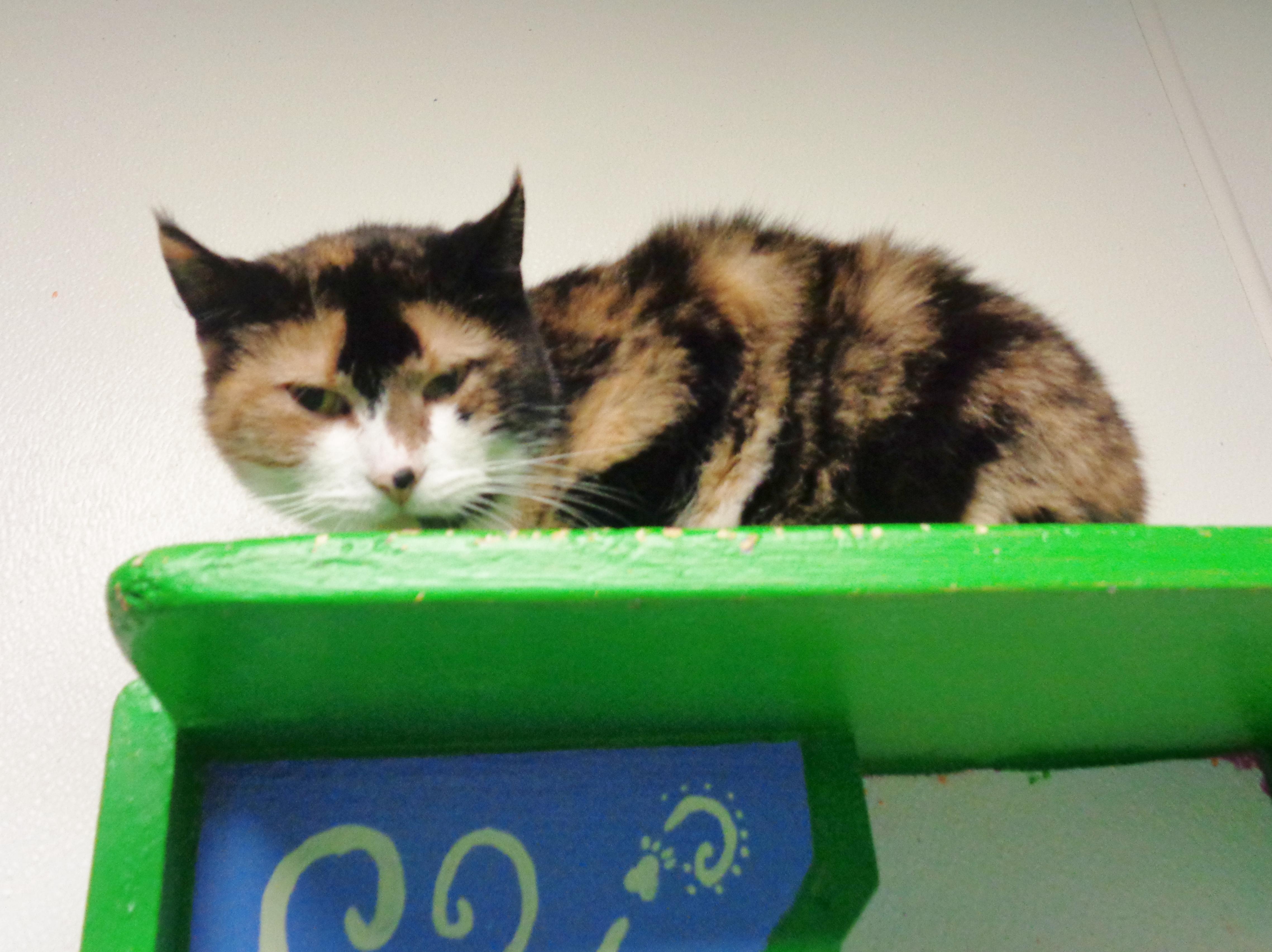 Enlarge CHINA , a ADOPTABLE Calico in Delhi, NY image 3/6