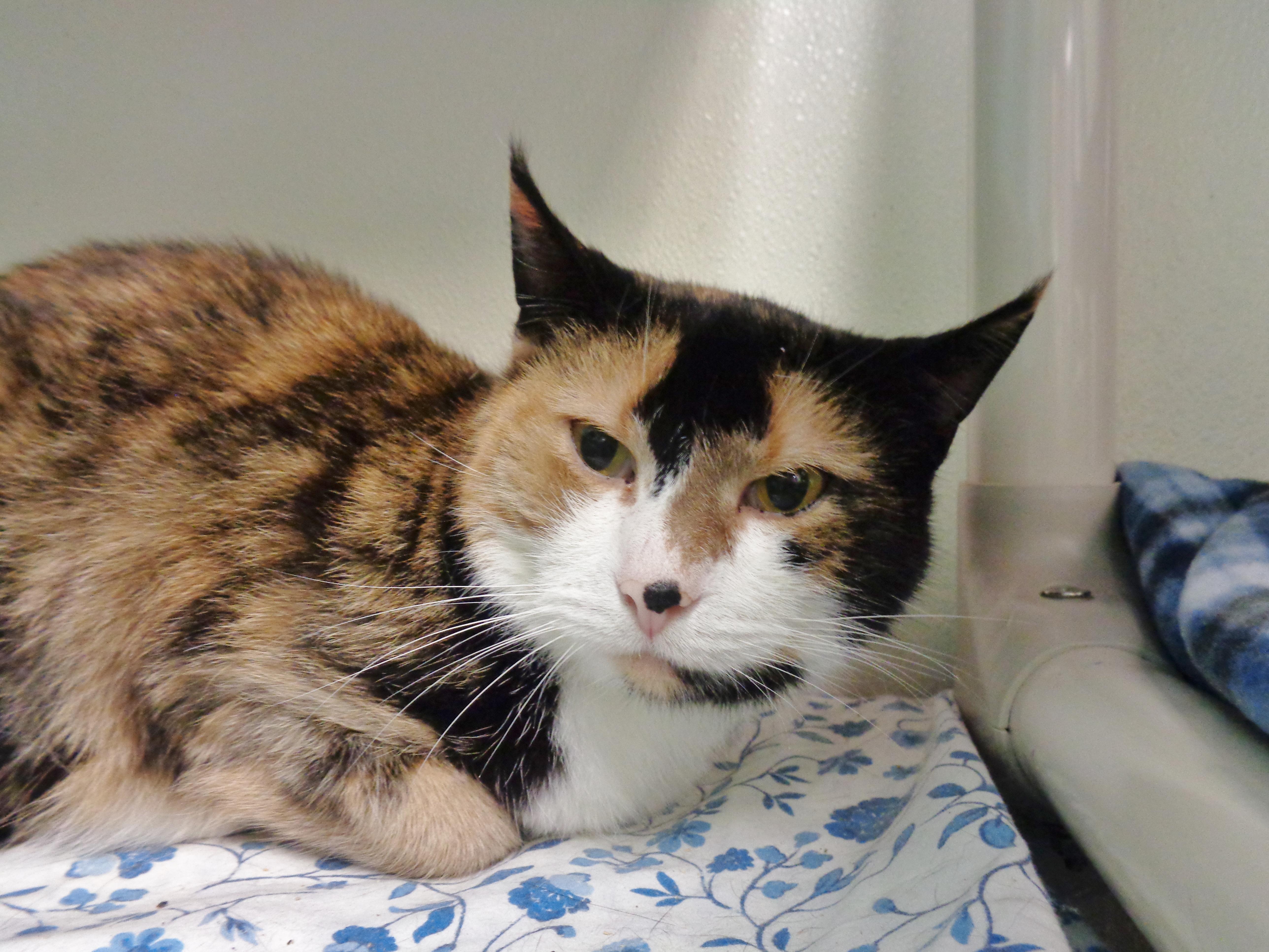 Enlarge CHINA , a ADOPTABLE Calico in Delhi, NY image 4/6