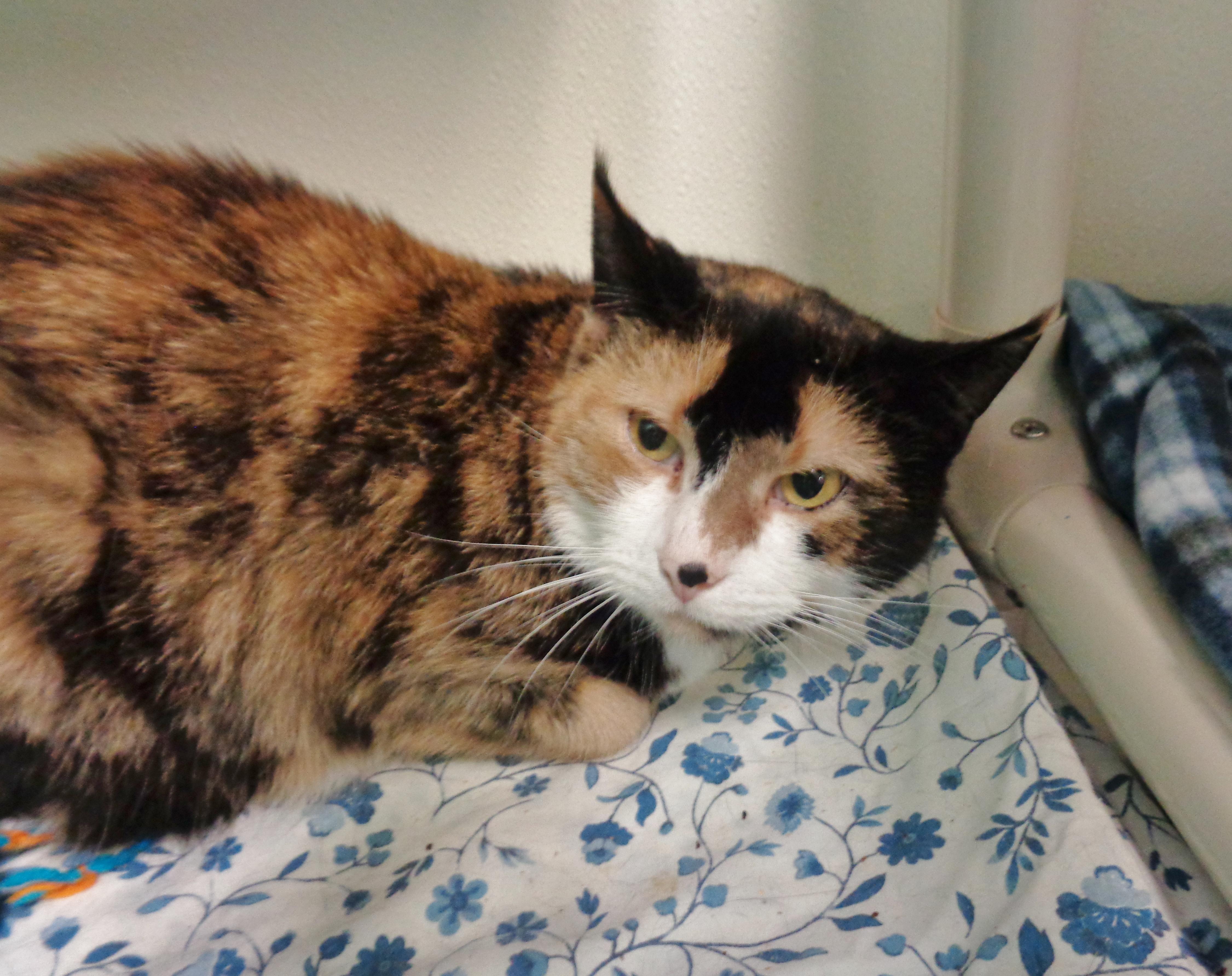 Enlarge CHINA , a ADOPTABLE Calico in Delhi, NY image 6/6