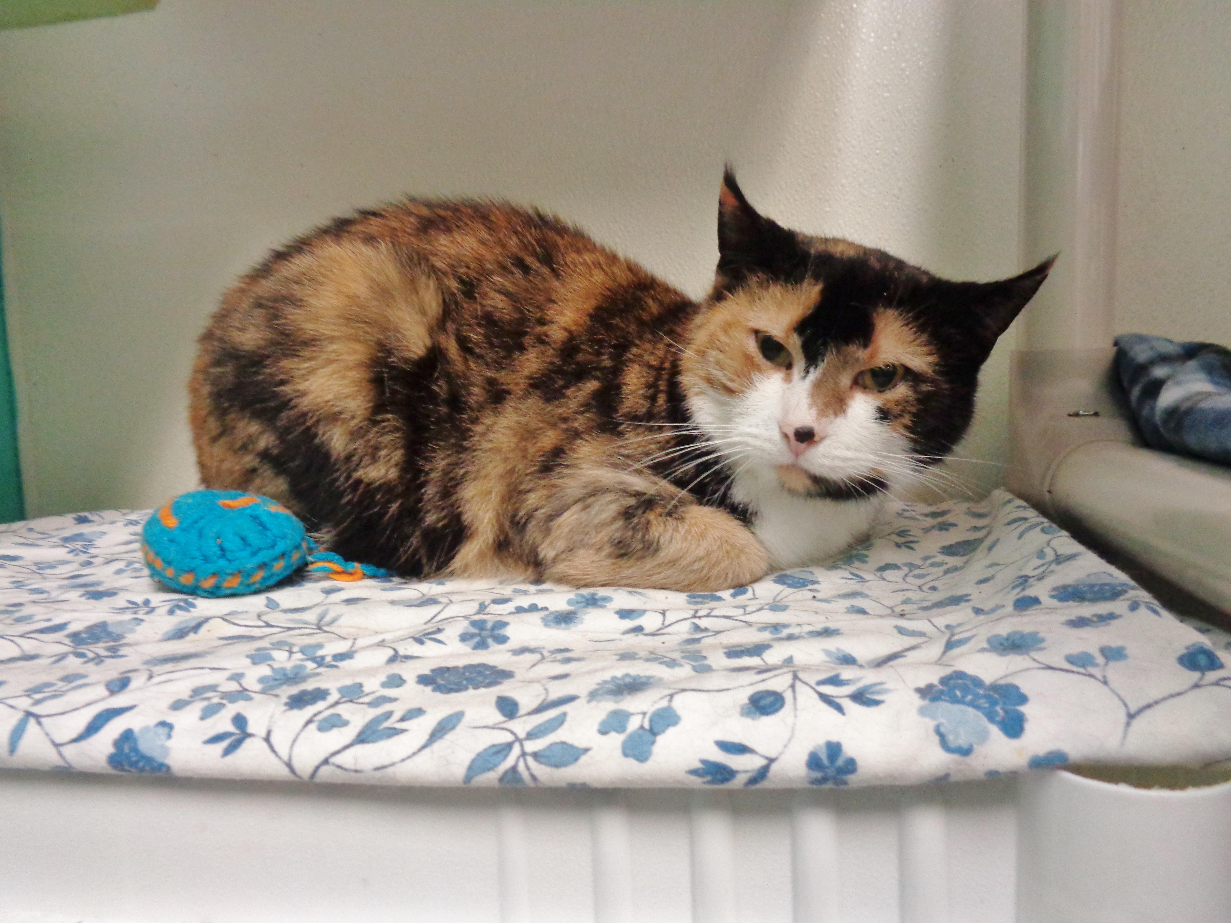 Enlarge CHINA , a ADOPTABLE Calico in Delhi, NY image 5/6