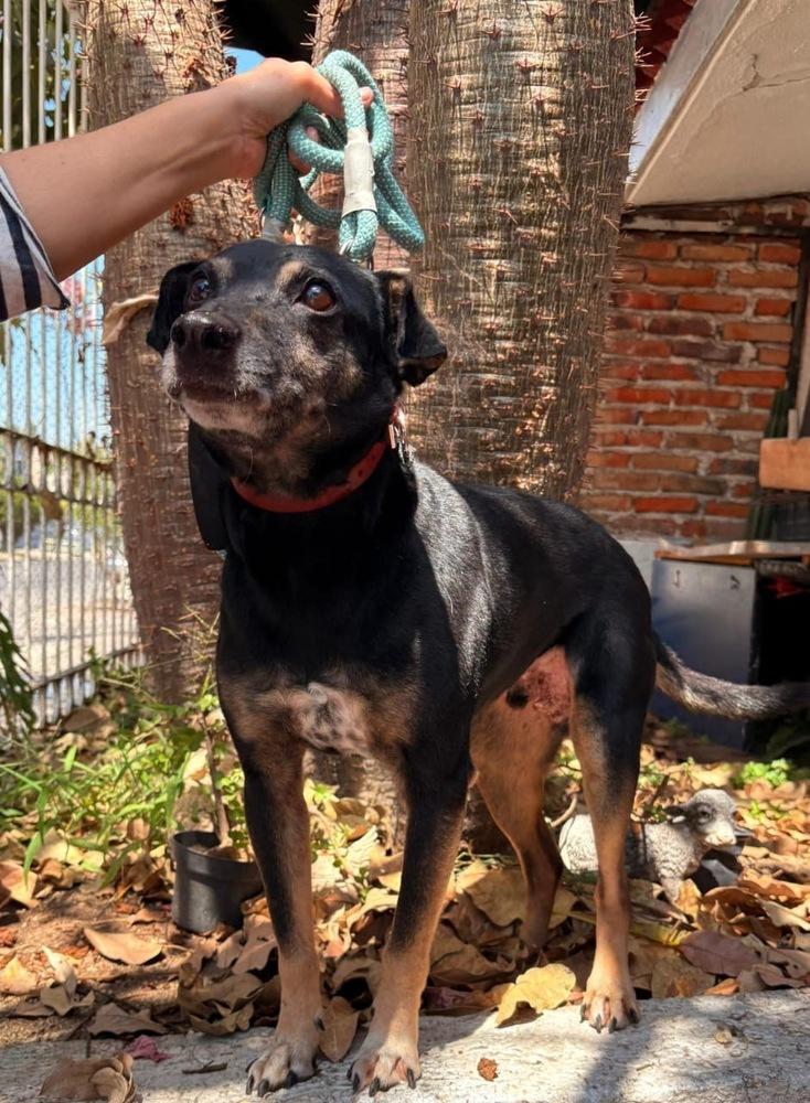 DANNY, Adoptable, Senior Male Labrador Retriever & Shepherd.