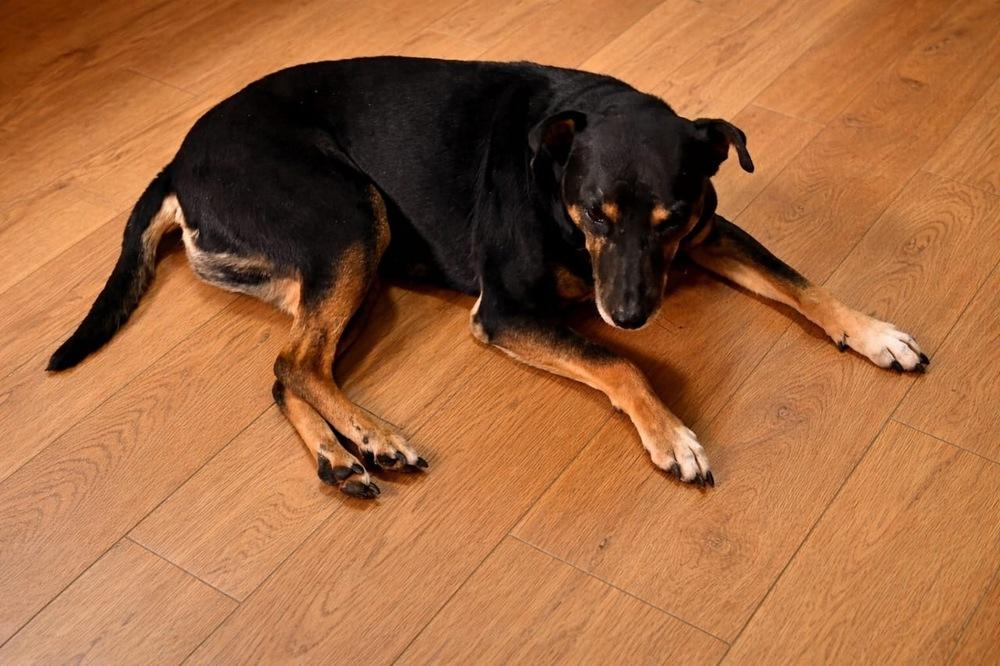 Enlarge DANNY, a Adoptable mixed breed in Langley, BC image 3/6