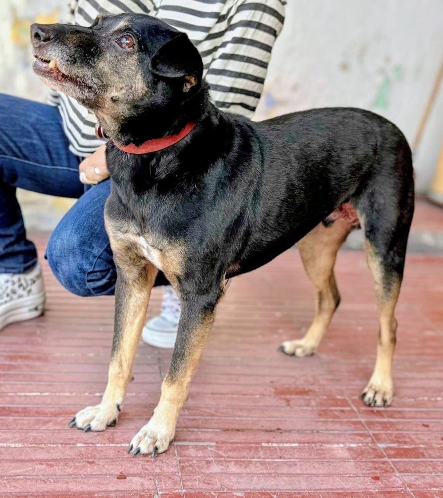 Enlarge DANNY, a Adoptable mixed breed in Langley, BC image 4/6