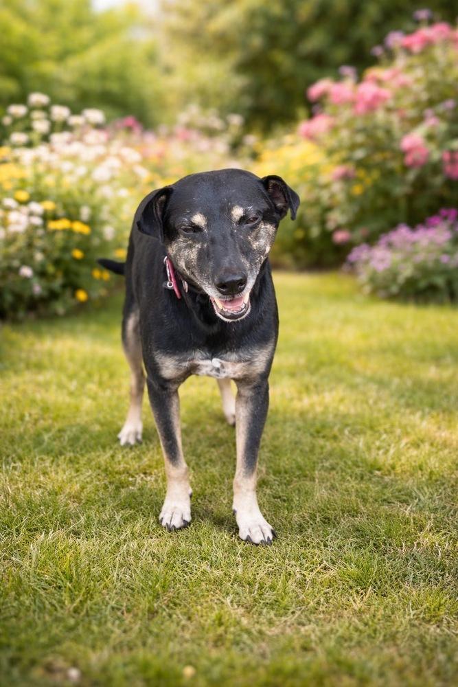 Enlarge DANNY, a Adoptable mixed breed in Langley, BC image 5/6