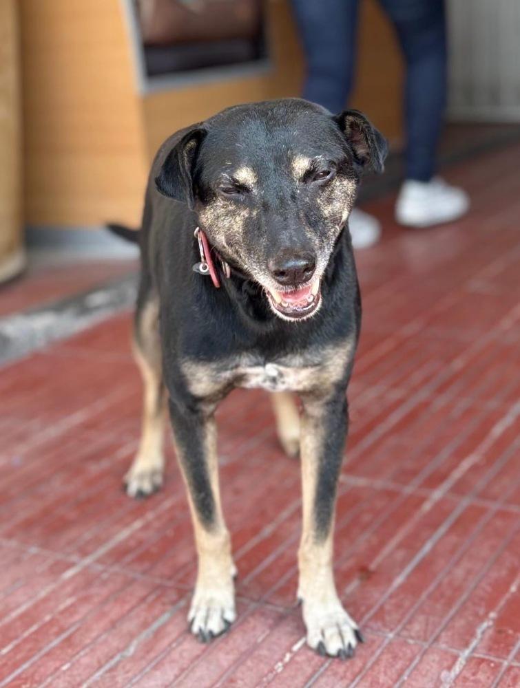 Enlarge DANNY, a Adoptable mixed breed in Langley, BC image 6/6