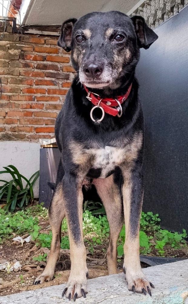 Enlarge DANNY, a Adoptable mixed breed in Langley, BC image 6/6