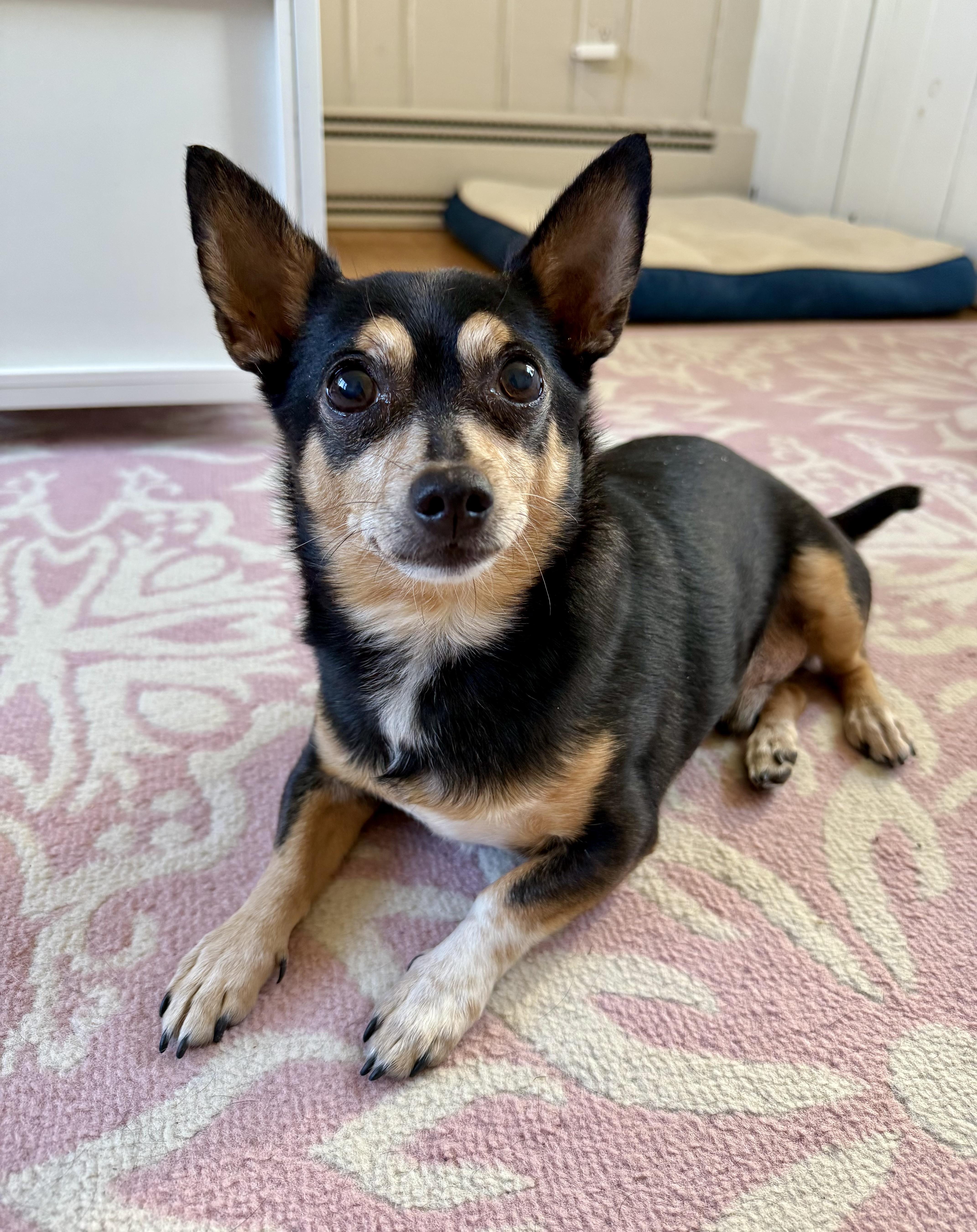 Enlarge Tinsel, an adopted Chihuahua in Bethel, CT image 3/6