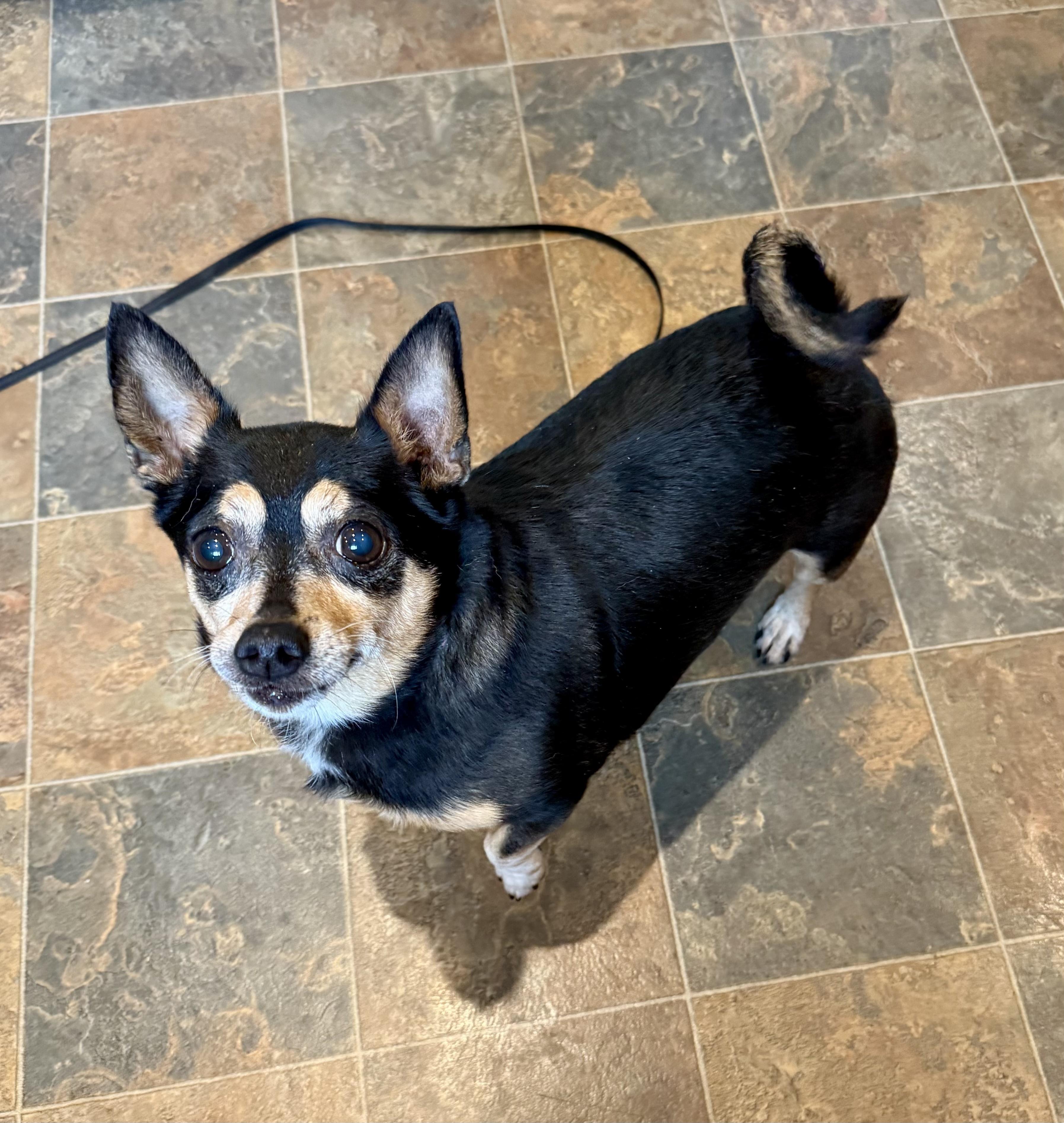 Enlarge Tinsel, an adopted Chihuahua in Bethel, CT image 4/6