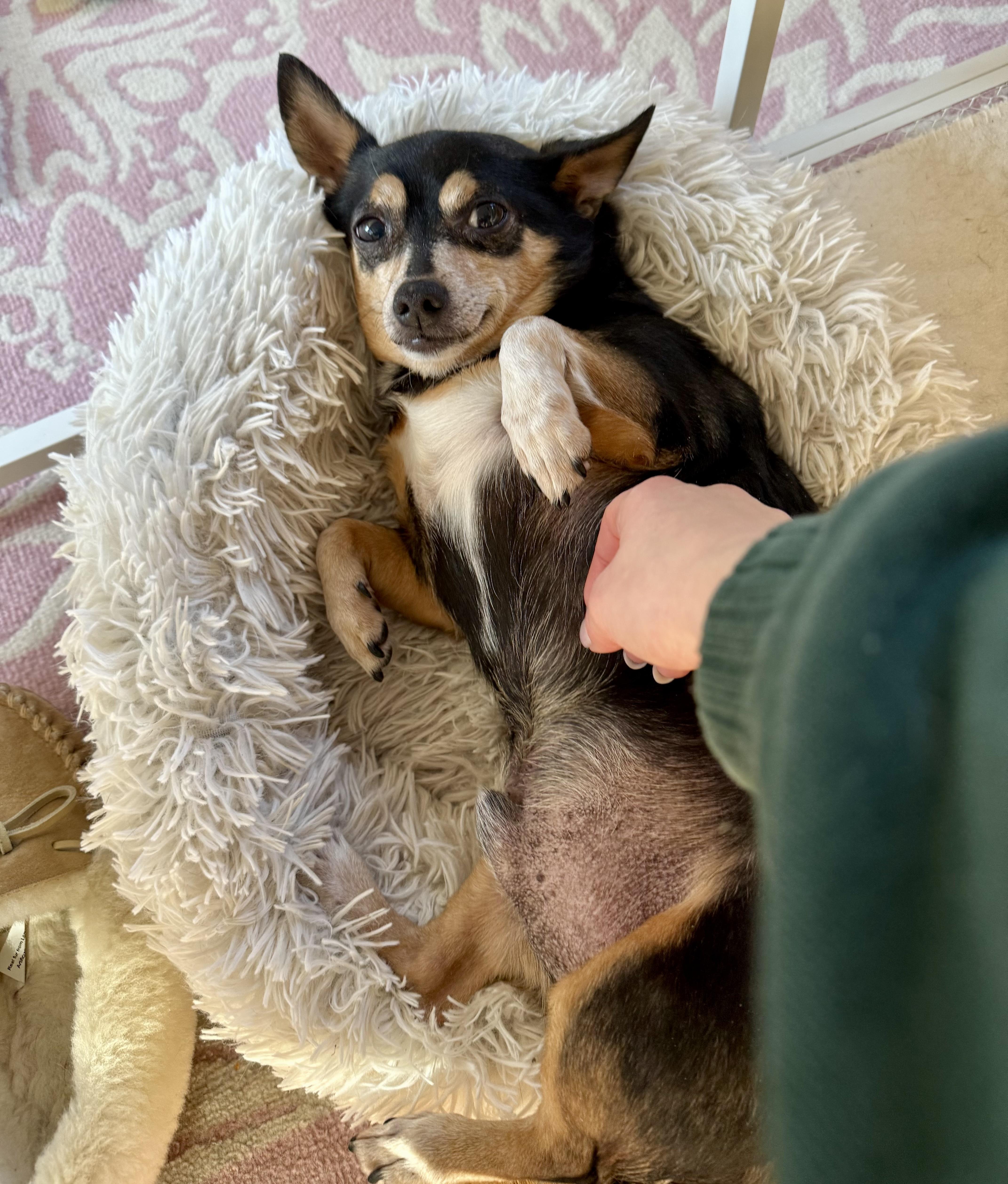 Enlarge Tinsel, an adopted Chihuahua in Bethel, CT image 6/6