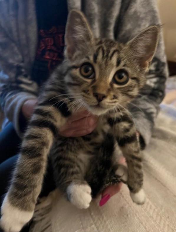 Manny, Baby Male Domestic Short Hair
