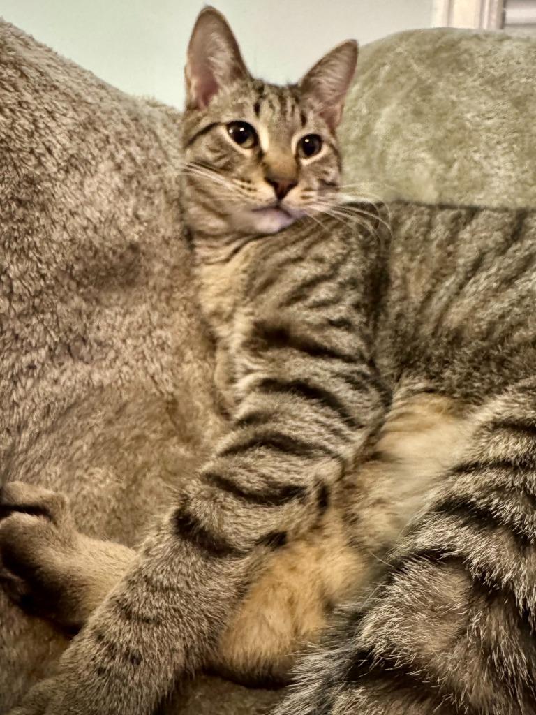 Atlas, Adoptable, Young Male Domestic Short Hair.