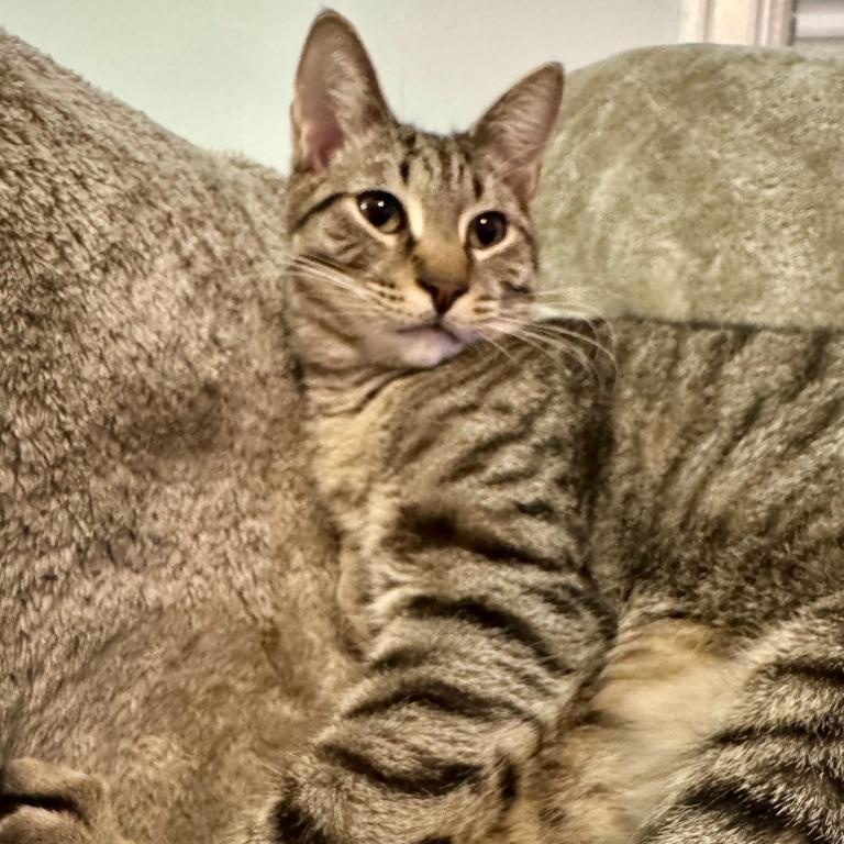 Enlarge Atlas, a Adoptable mixed breed in Pitman, NJ image 1/6