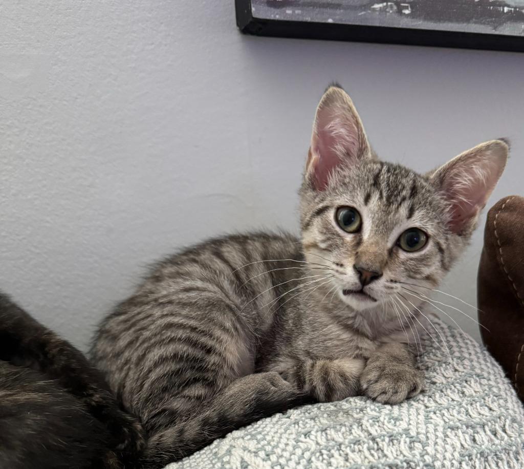 Enlarge Atlas, a Adoptable mixed breed in Pitman, NJ image 2/6