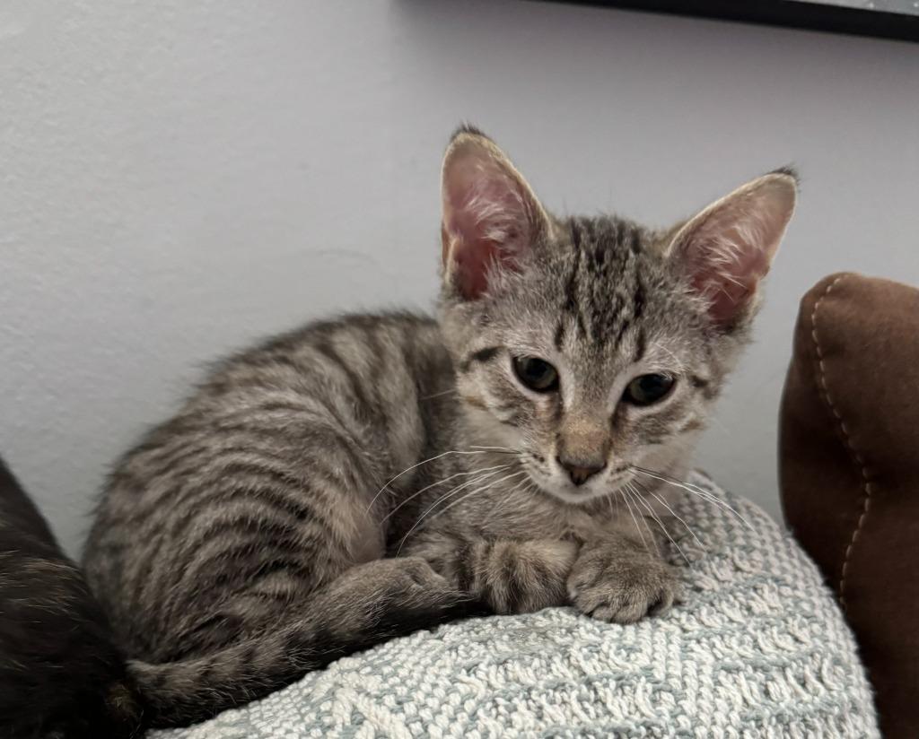 Enlarge Atlas, a Adoptable mixed breed in Pitman, NJ image 3/6