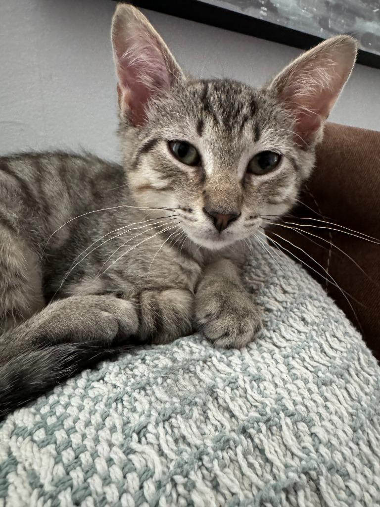 Enlarge Atlas, a Adoptable mixed breed in Pitman, NJ image 4/6