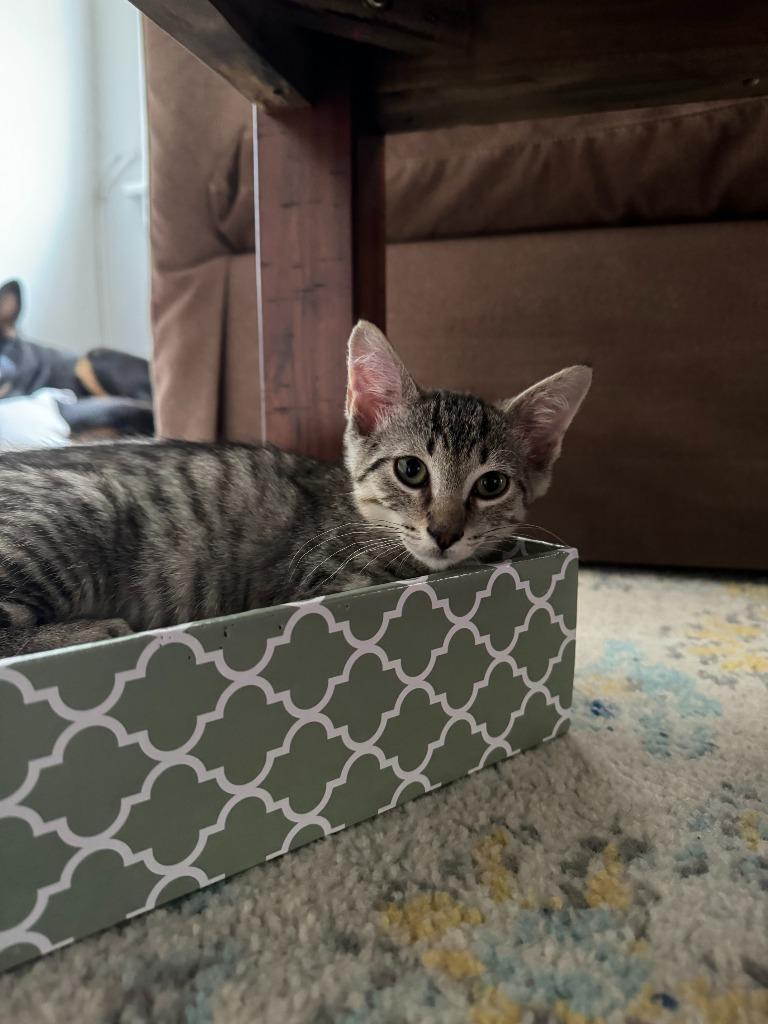 Enlarge Atlas, a Adoptable mixed breed in Pitman, NJ image 5/6