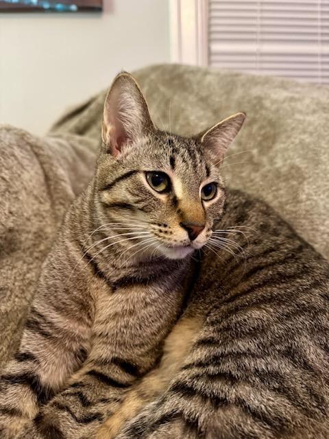 Enlarge Atlas, a Adoptable mixed breed in Pitman, NJ image 6/6