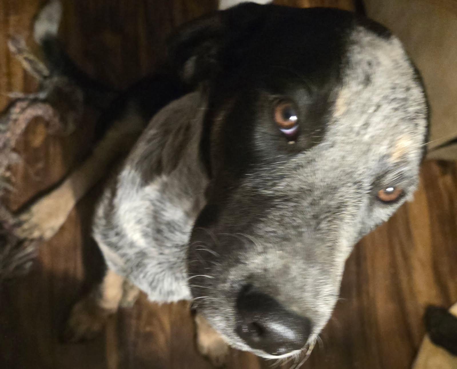 Enlarge Audie, a ADOPTABLE mixed breed in Greeneville, TN image 1/3