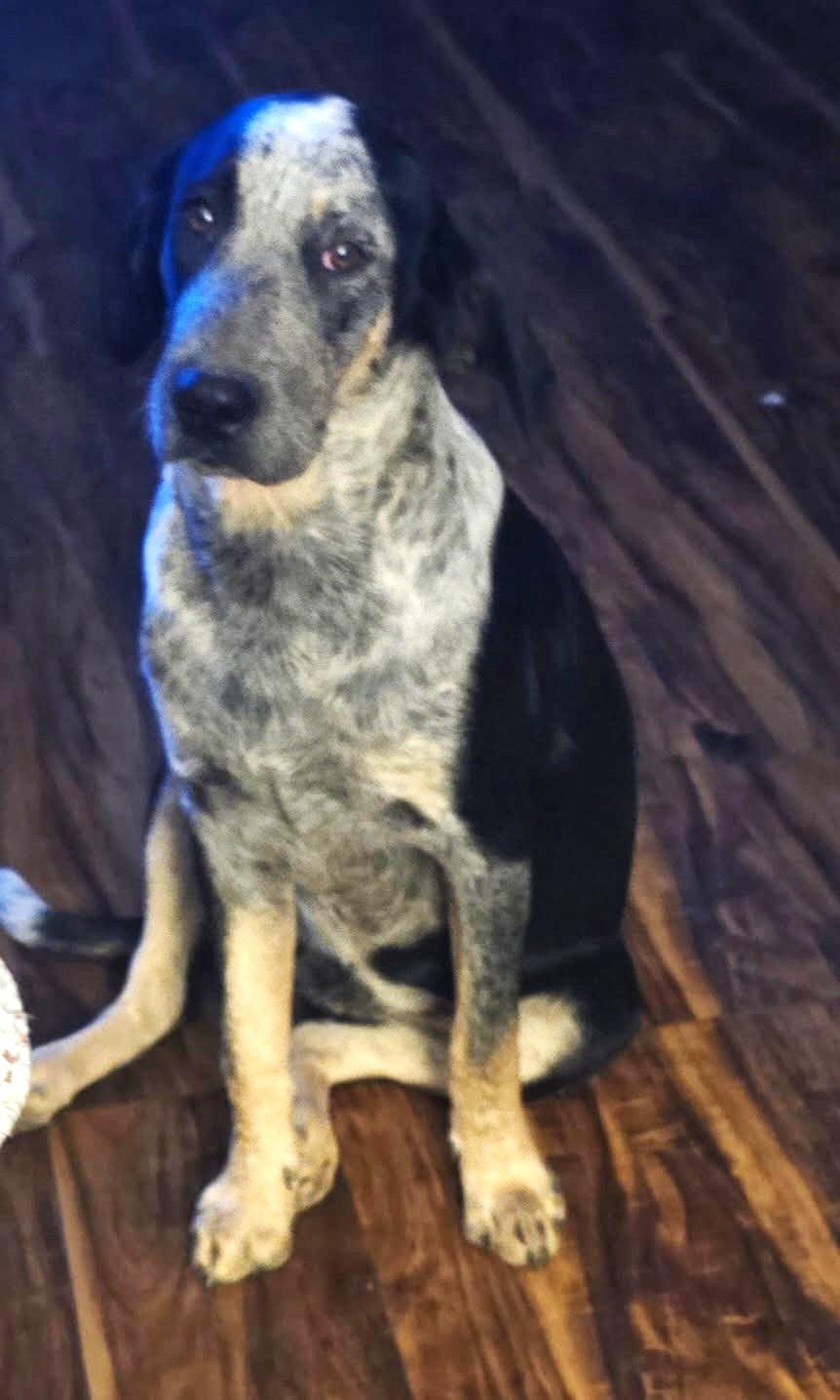 Enlarge Audie, a ADOPTABLE mixed breed in Greeneville, TN image 2/3