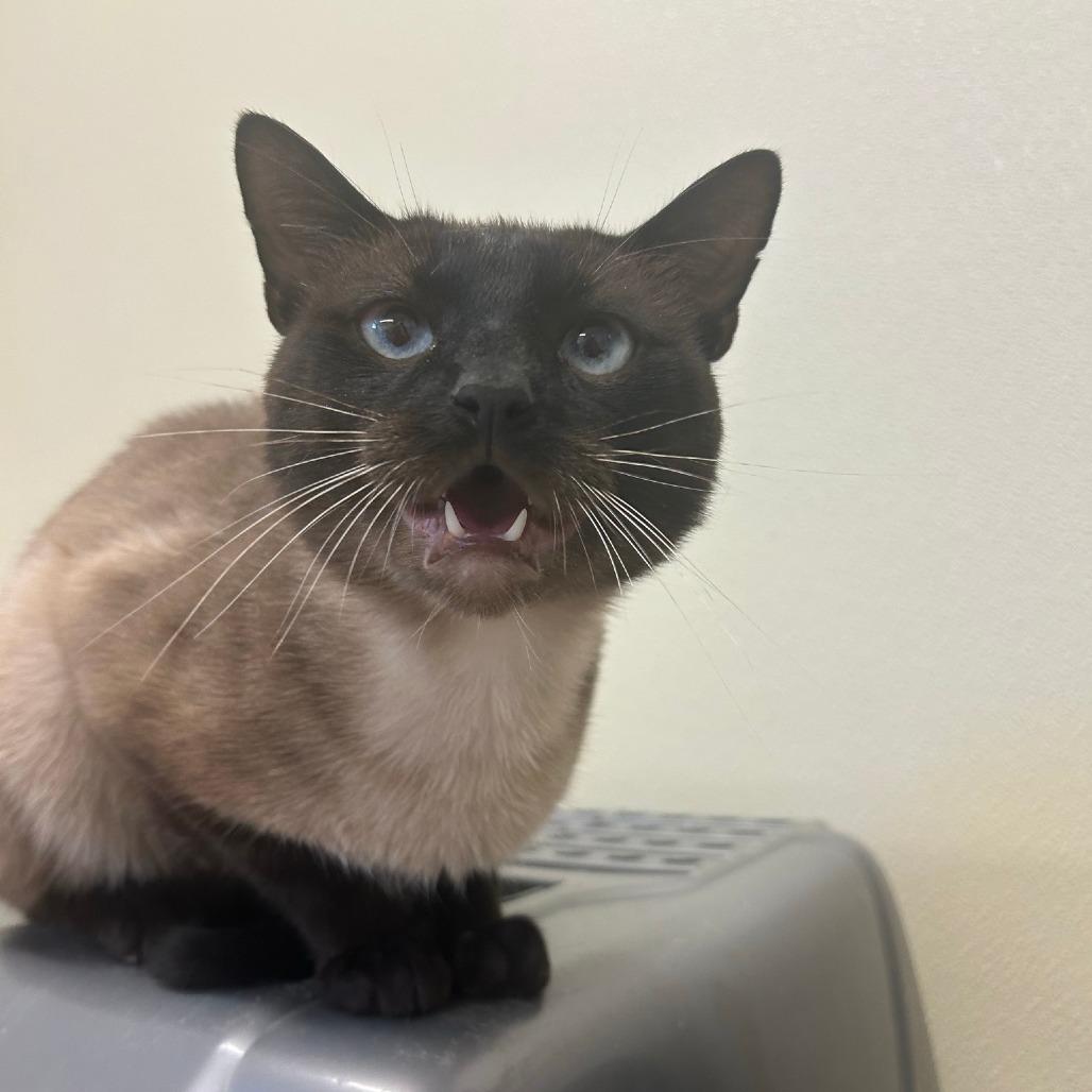 Marty, Adoptable, Adult Male Siamese.