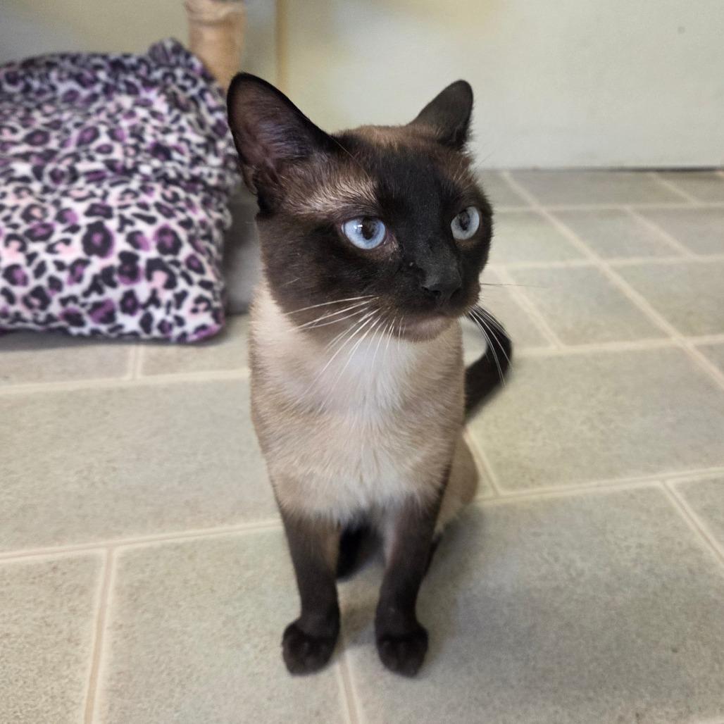 Enlarge Marty, a Adoptable Siamese in Pontiac, IL image 2/6