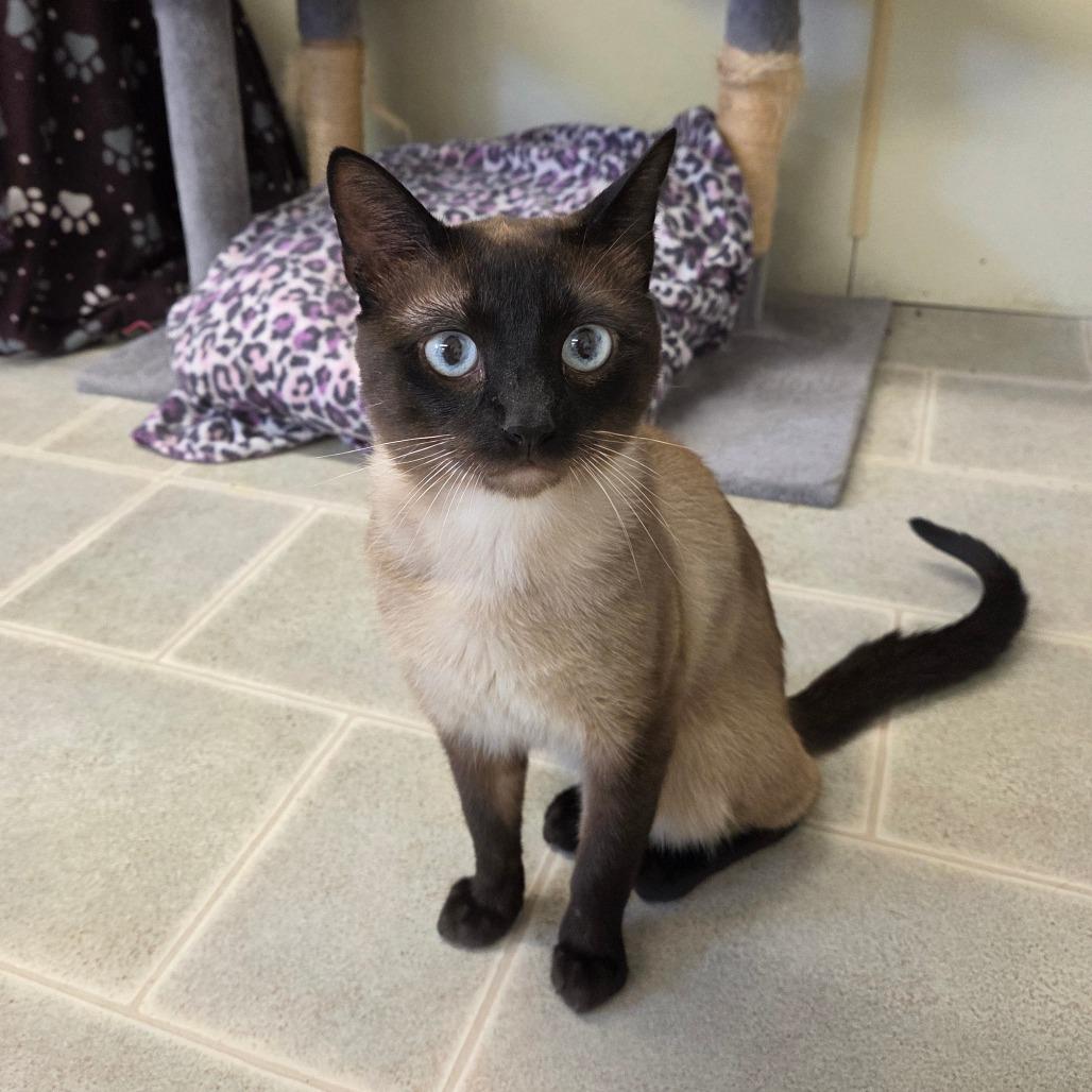 Enlarge Marty, a Adoptable Siamese in Pontiac, IL image 3/6