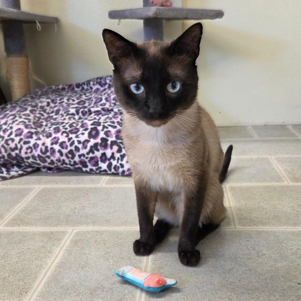Enlarge Marty, a Adoptable Siamese in Pontiac, IL image 4/6