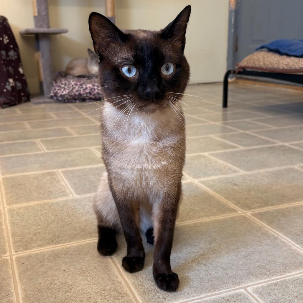 Enlarge Marty, a Adoptable Siamese in Pontiac, IL image 5/6