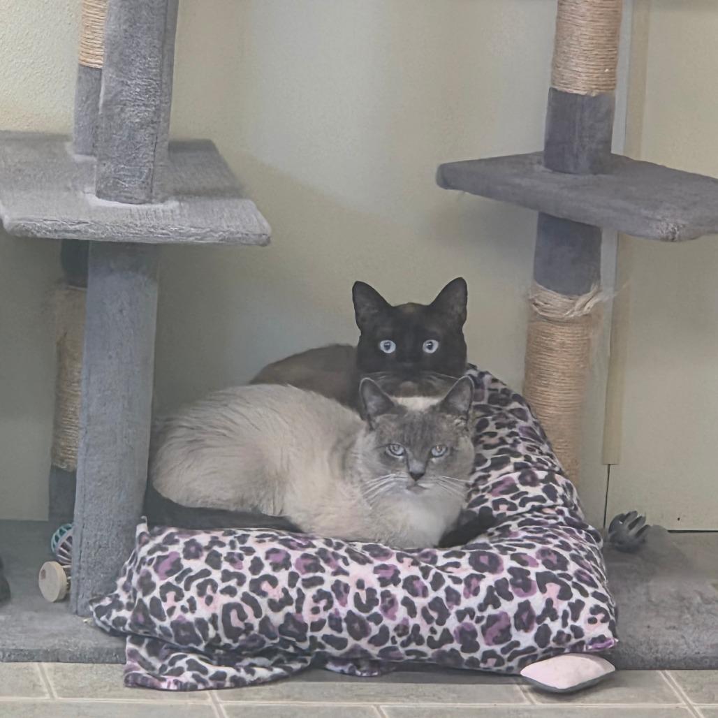 Enlarge Marty, a Adoptable Siamese in Pontiac, IL image 6/6