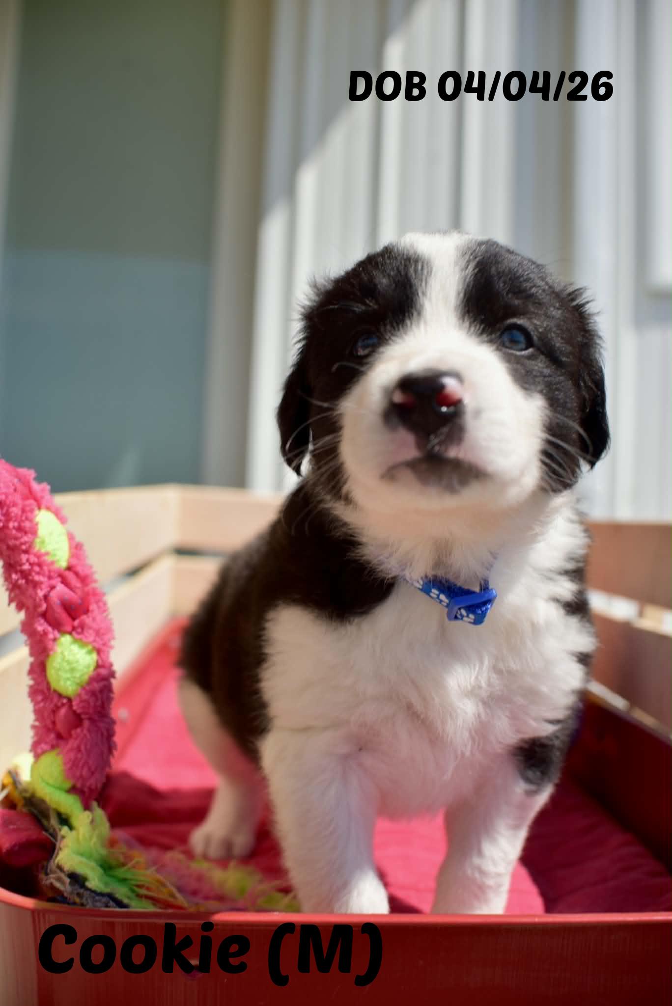 Enlarge Honey, a Adoptable Border Collie in Seymour, IN image 3/6
