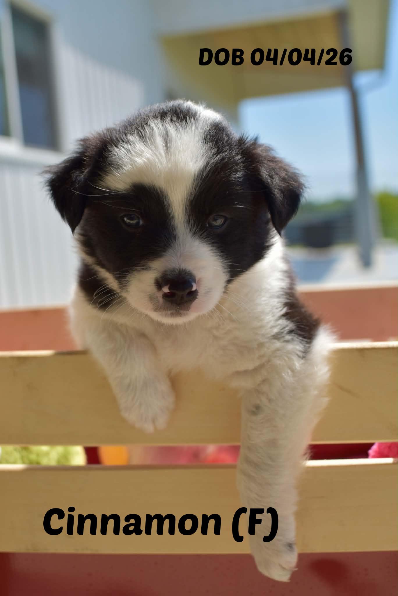 Enlarge Honey, a Adoptable Border Collie in Seymour, IN image 4/6