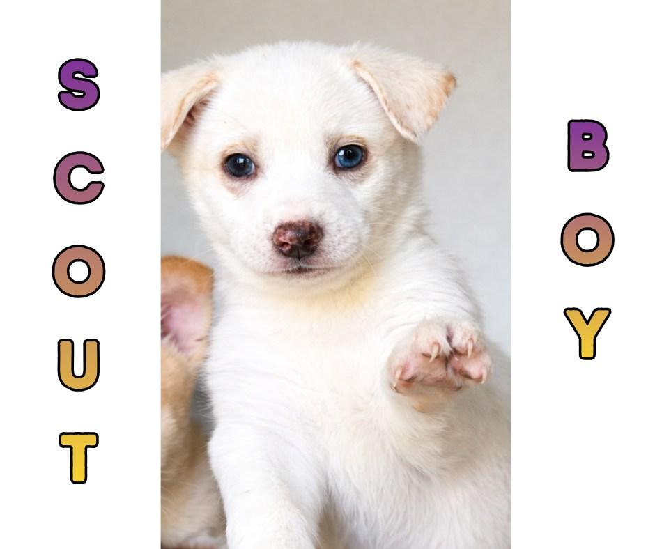 💙✨ SCOUT BOY ✨💙, ADOPTABLE, Puppy Male Siberian Husky & Labrador Retriever.