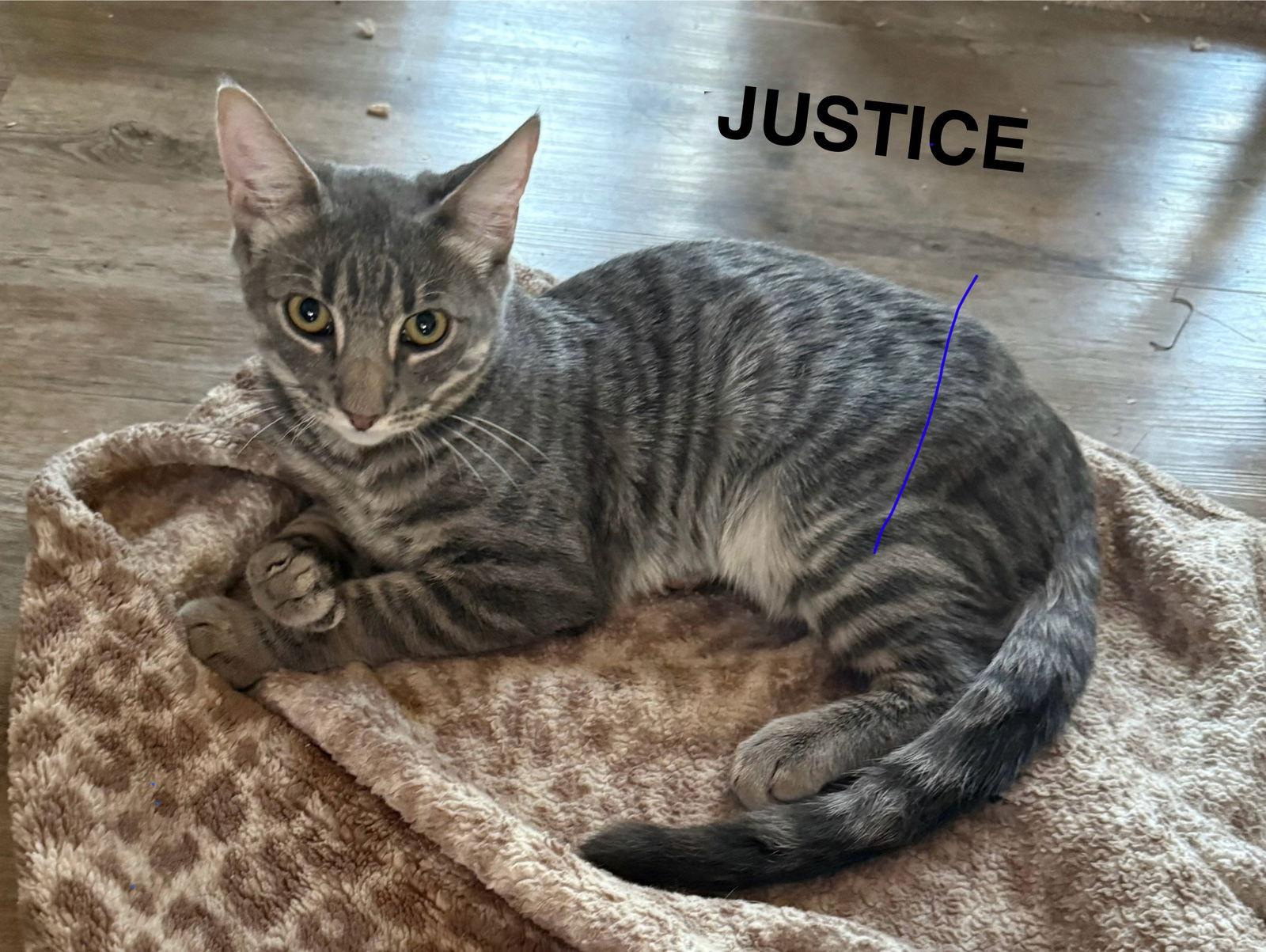 Enlarge Justice, a Adoptable Domestic Short Hair in Naugatuck, CT image 1/2