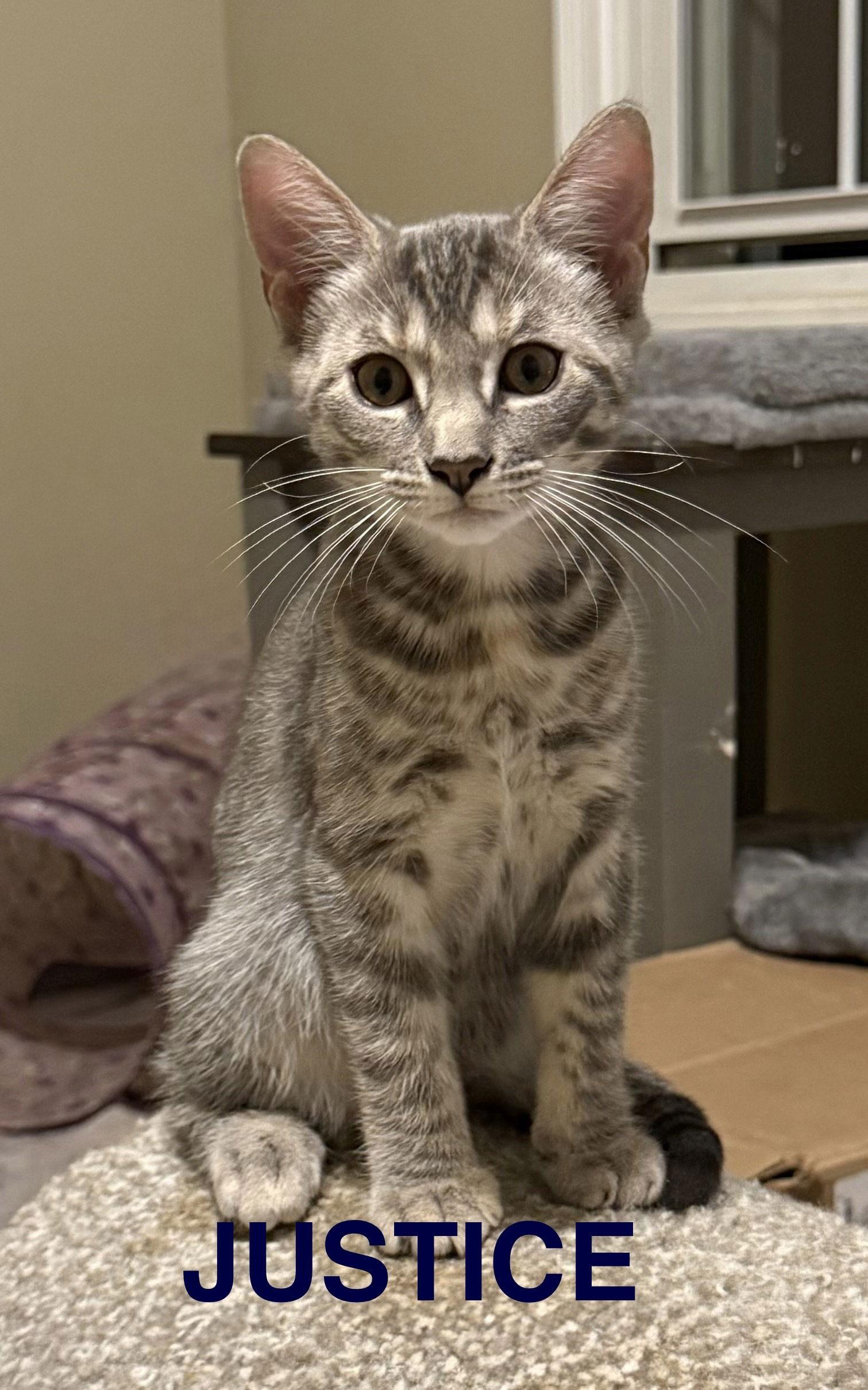 Enlarge Justice, a Adoptable Domestic Short Hair in Naugatuck, CT image 2/2