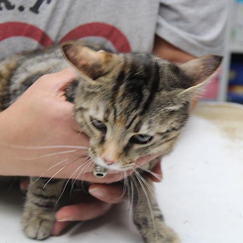 Muffin, a Adoptable Domestic Short Hair in Wauchula, FL image 1/5