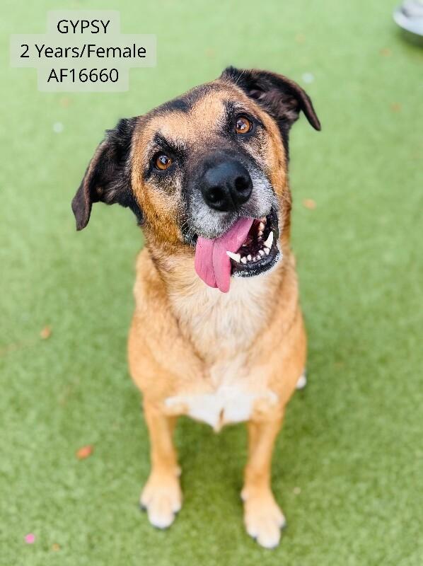 Enlarge Gypsy, a Adoptable mixed breed in Supply, NC image 1/1