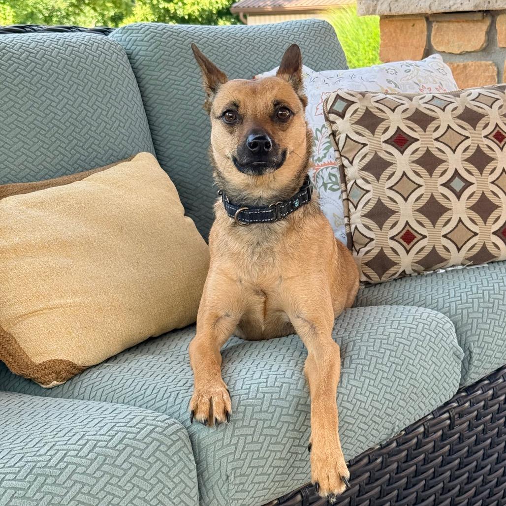 NEWTON SCARLETT (JAX), Adoptable, Adult Male Rat Terrier & Mountain Cur.