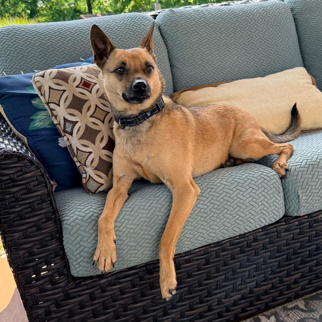 Enlarge NEWTON SCARLETT (JAX), a Adoptable mixed breed in Cincinnati, OH image 2/3