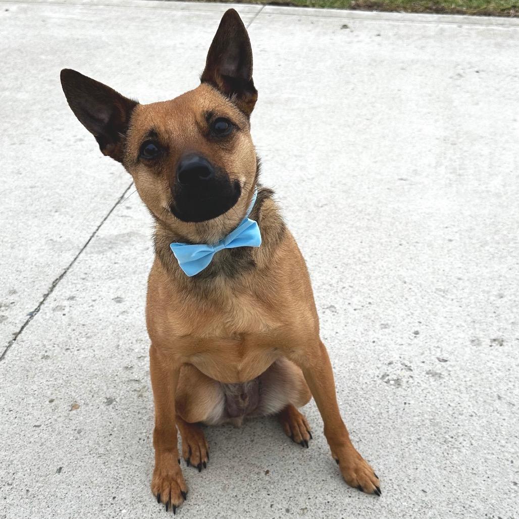Enlarge NEWTON SCARLETT (JAX), a Adoptable mixed breed in Cincinnati, OH image 3/3